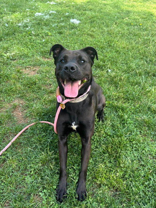 DAPHNE - Labrador Retriever / American Pit Bull Terrier available for adoption