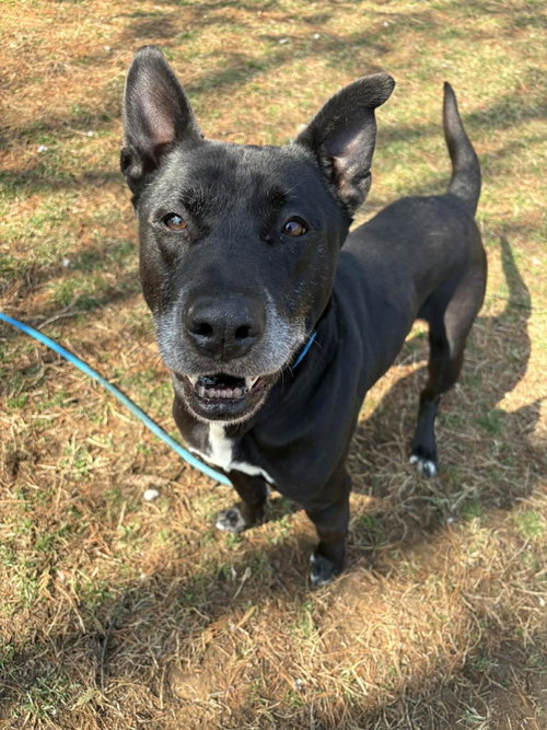 Fang, an adoptable German Shepherd Dog in Front Royal, VA