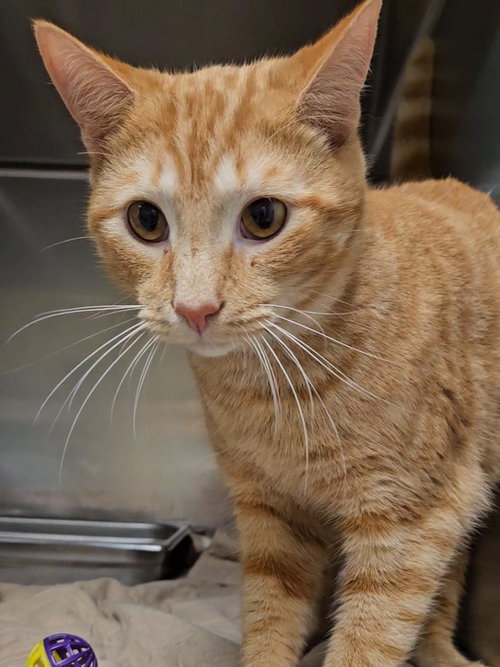 BAKER - Domestic Short Hair available for adoption