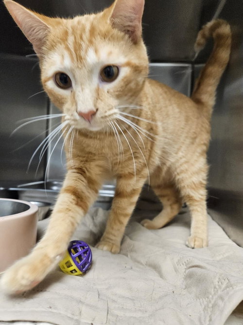 BAKER - Domestic Short Hair available for adoption