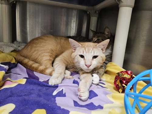 GENO - Domestic Short Hair available for adoption