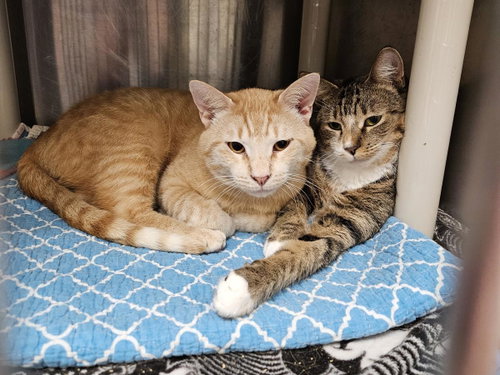 GENO - Domestic Short Hair available for adoption
