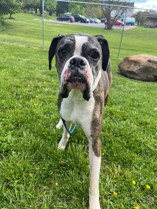 George, an adoptable Boxer in Front Royal, VA