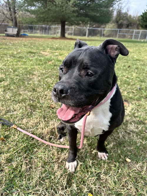 Gilbert, an adoptable American Staffordshire Terrier in Front Royal, VA