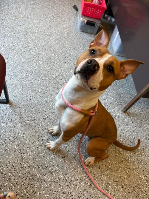Gambit, an adoptable American Staffordshire Terrier in Front Royal, VA