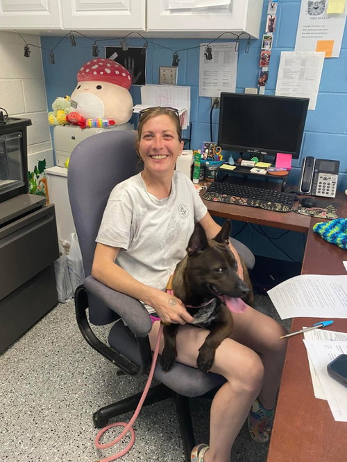 Jubilee, an adoptable American Staffordshire Terrier in Front Royal, VA