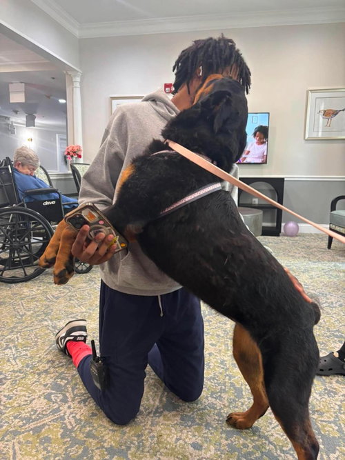 FREYA - Rottweiler available for adoption