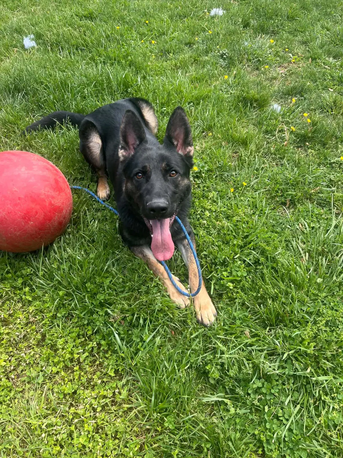 Rocco - Shepherd
