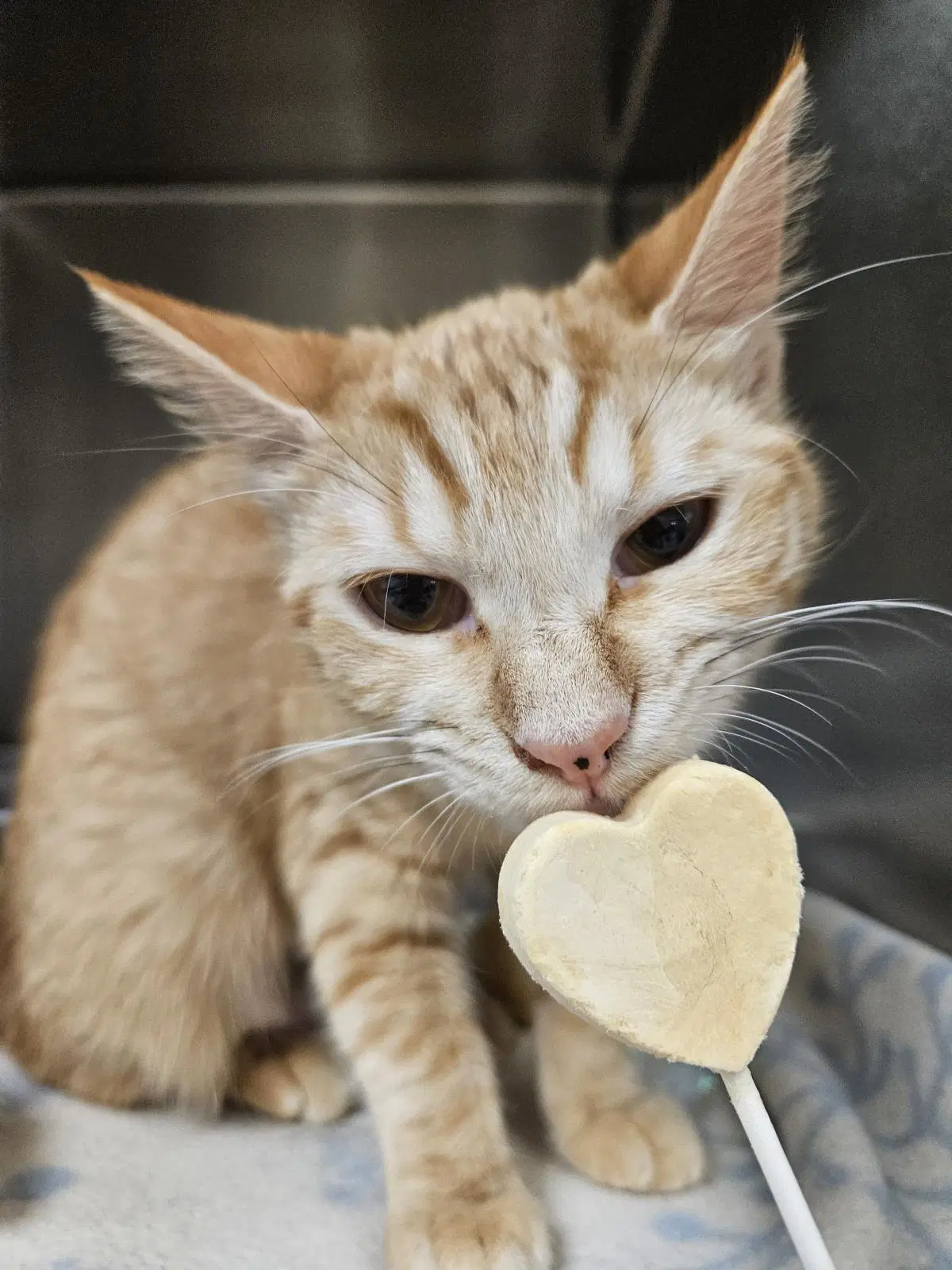 Manuka - Domestic Short Hair