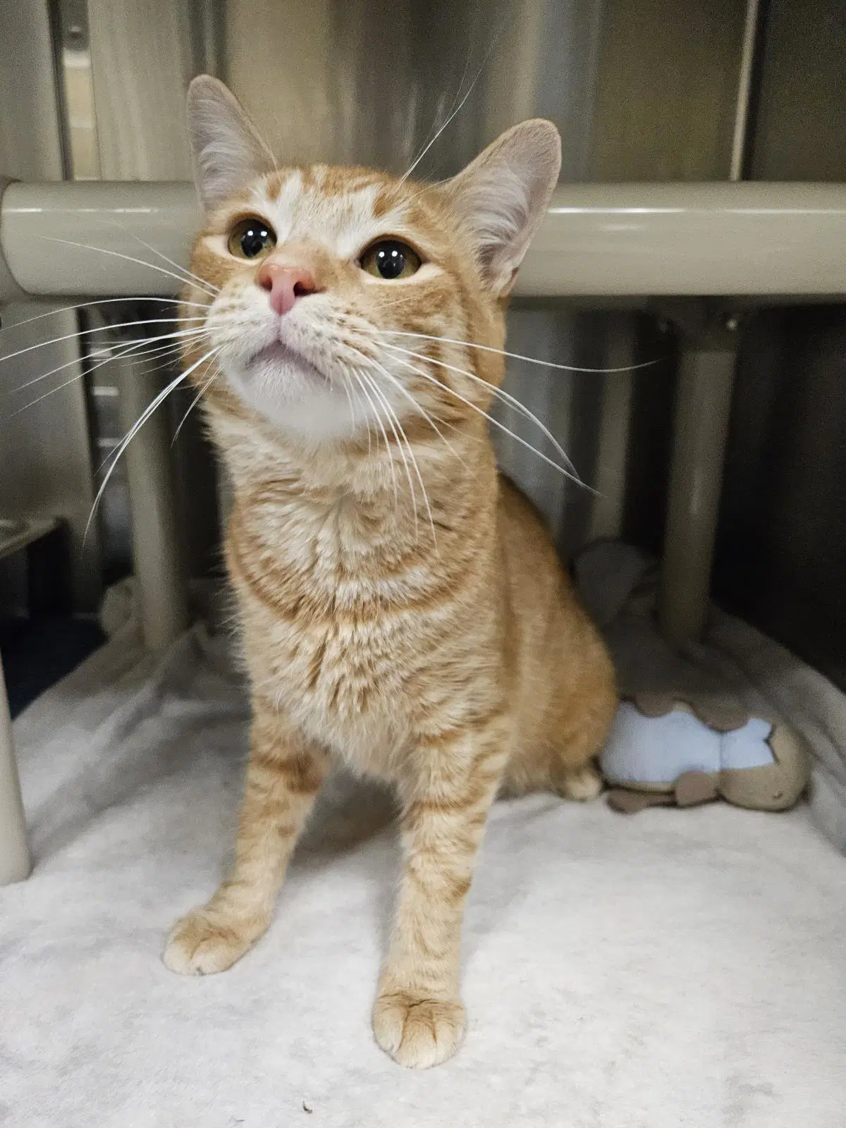 Kulta - Domestic Short Hair