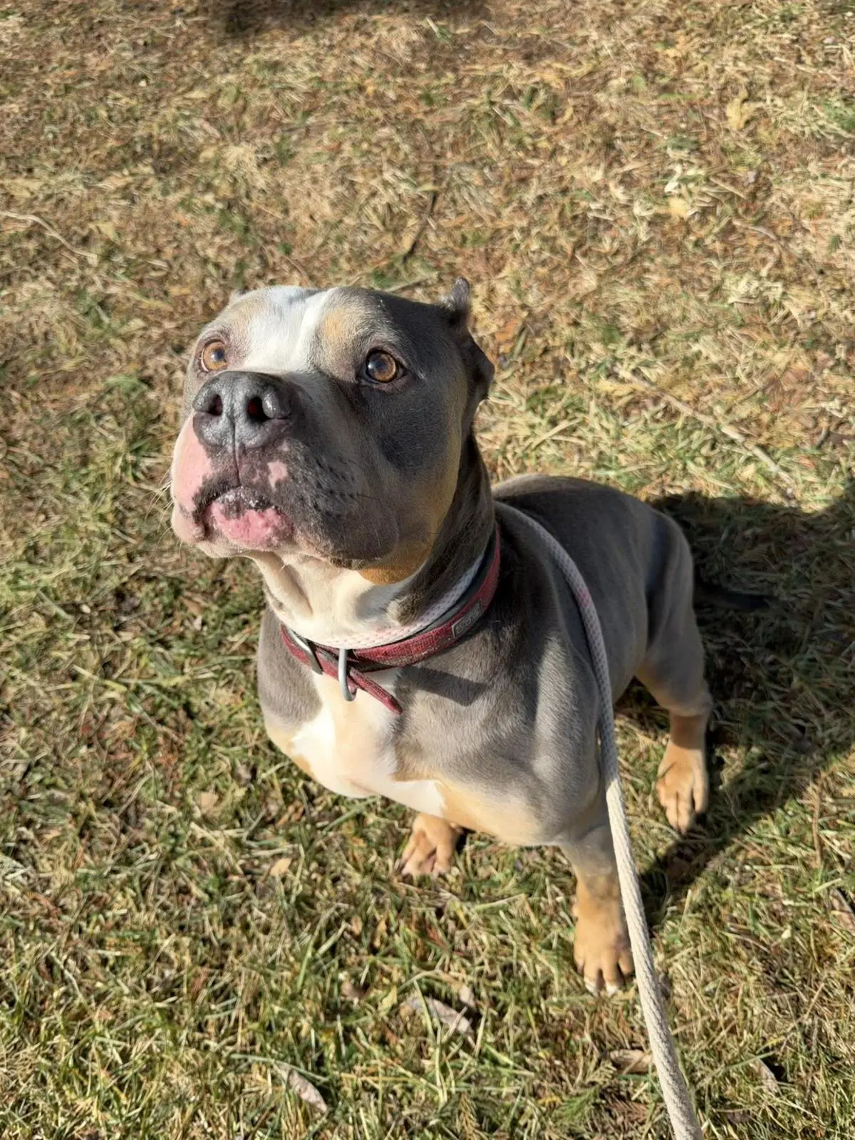 Sosa - American Staffordshire Terrier