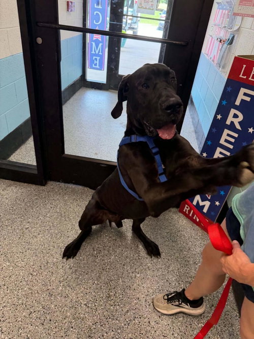 Dennis, an adoptable Great Dane in Front Royal, VA