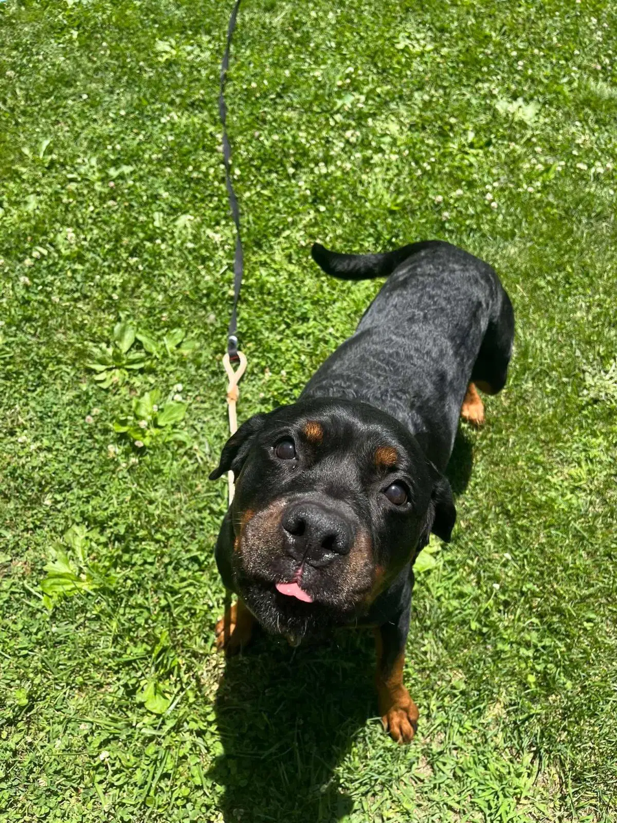 Kai - Rottweiler
