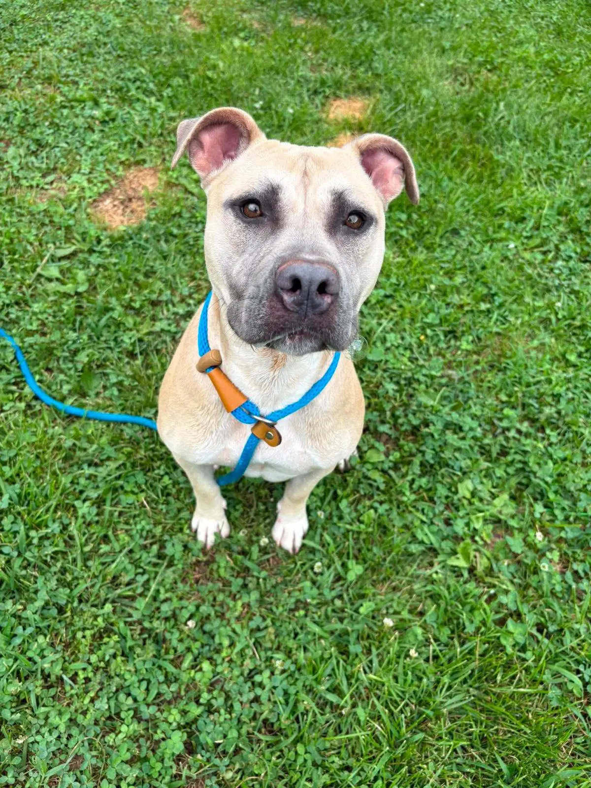 Athena - American Staffordshire Terrier