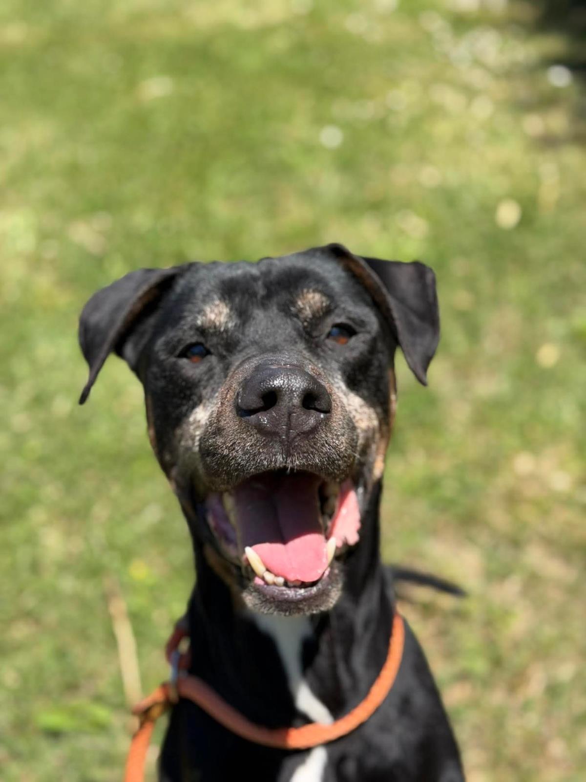 Diesel, dog