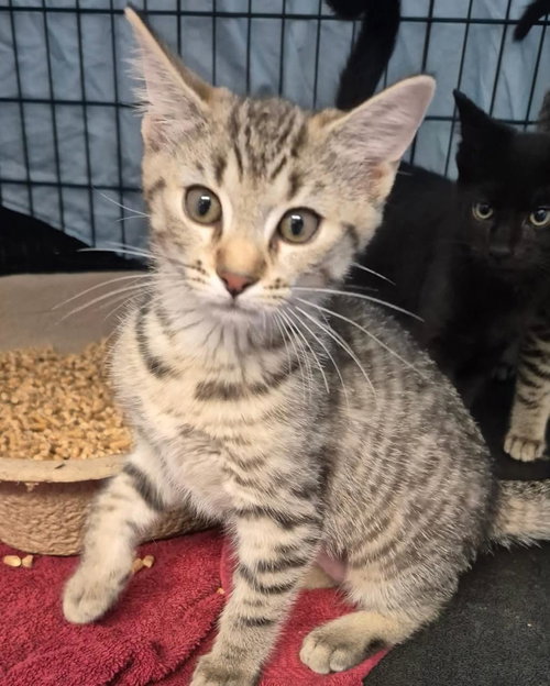 CAYENNE PEPPER - Domestic Short Hair available for adoption