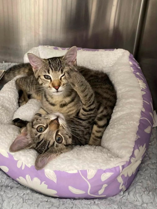 CAYENNE PEPPER - Domestic Short Hair available for adoption