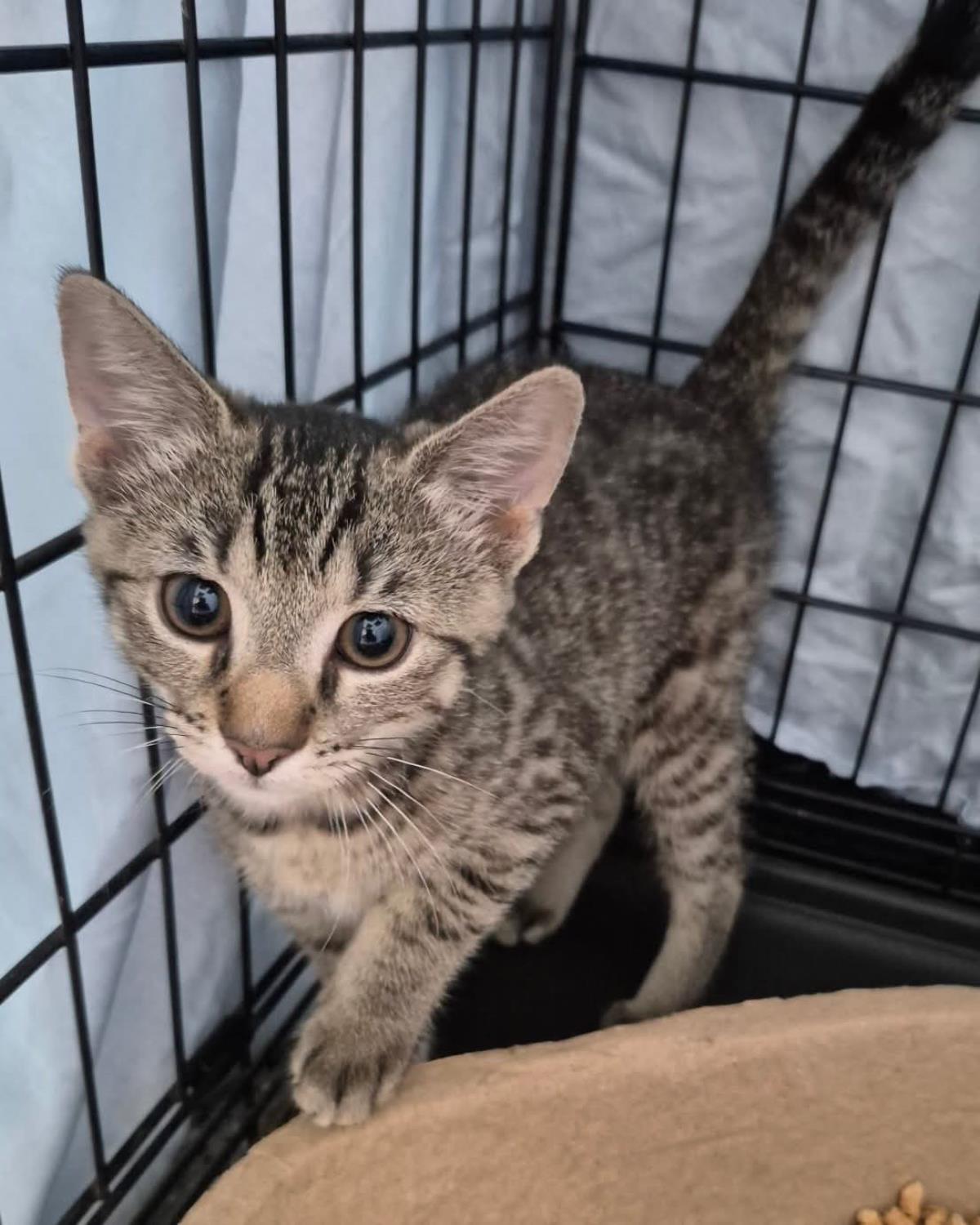 Carolina Reaper Pepper-Darker Tabby, cat