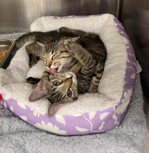 CAROLINA REAPER PEPPER-DARKER TABBY - Domestic Short Hair available for adoption