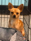 Chico - Photo 2