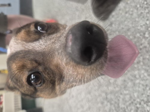 Scout photo 2