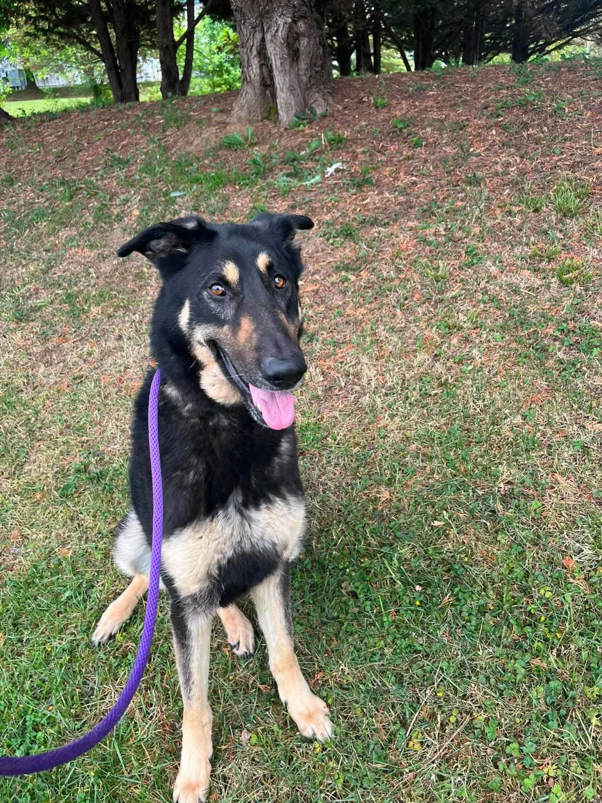 Rebel - German Shepherd Dog