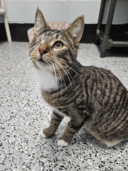 CURIOUS GEORGE - Domestic Short Hair available for adoption