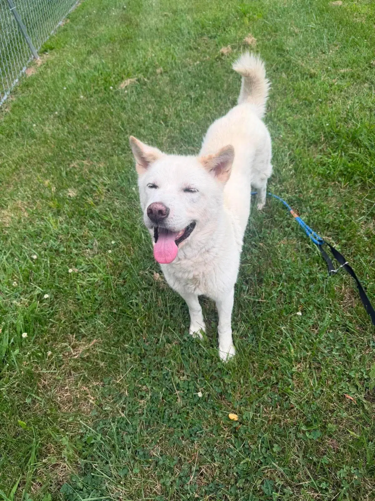 Happy - Jindo (Korean)
