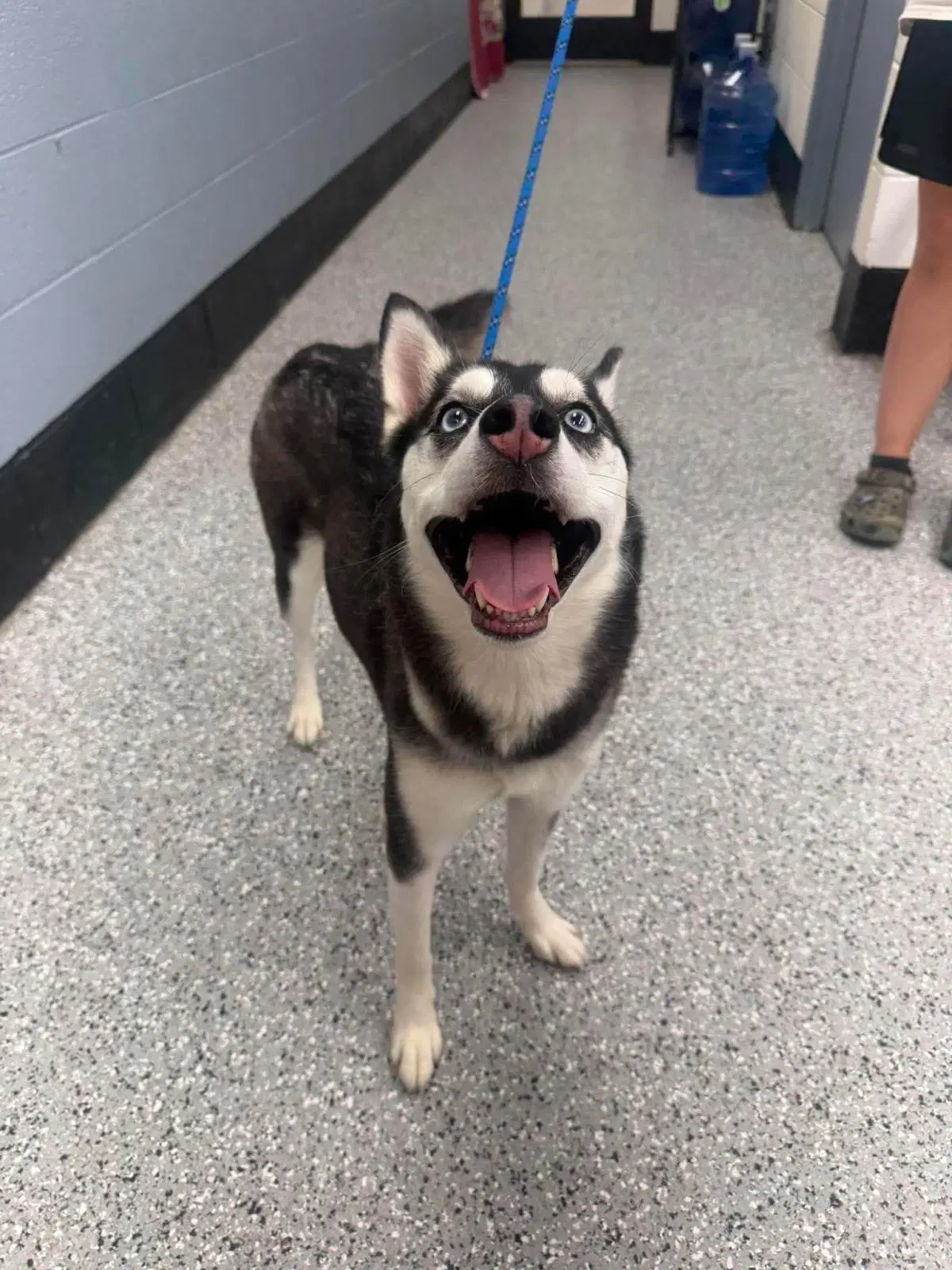 Shadow - Husky