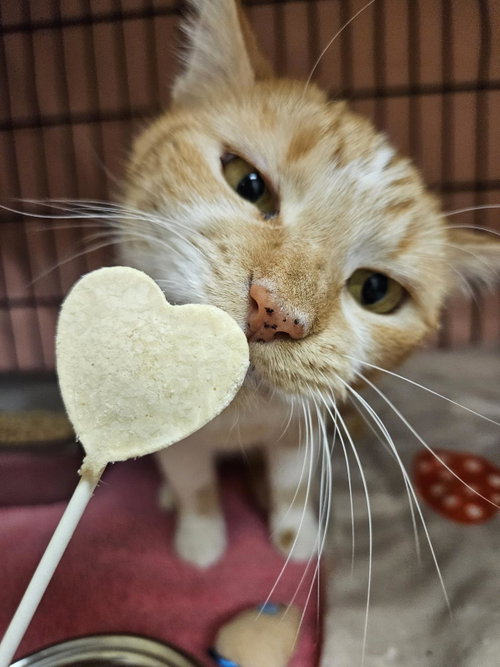 ELVA - Domestic Short Hair available for adoption