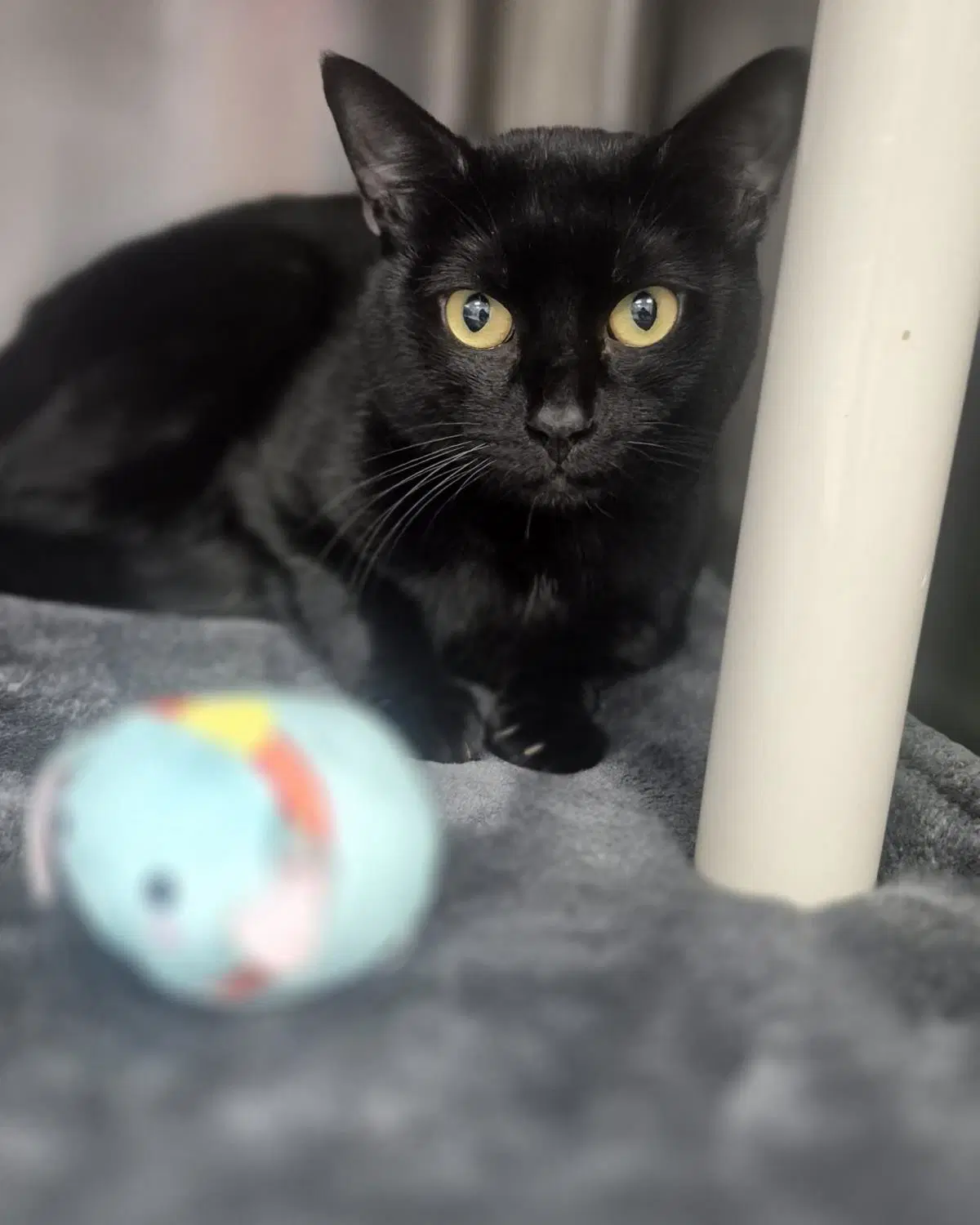 Raven - Domestic Short Hair