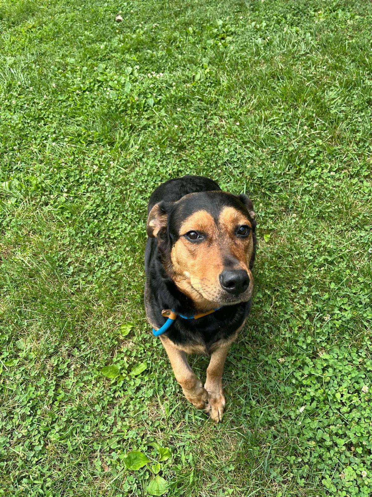Tina (Athena), dog