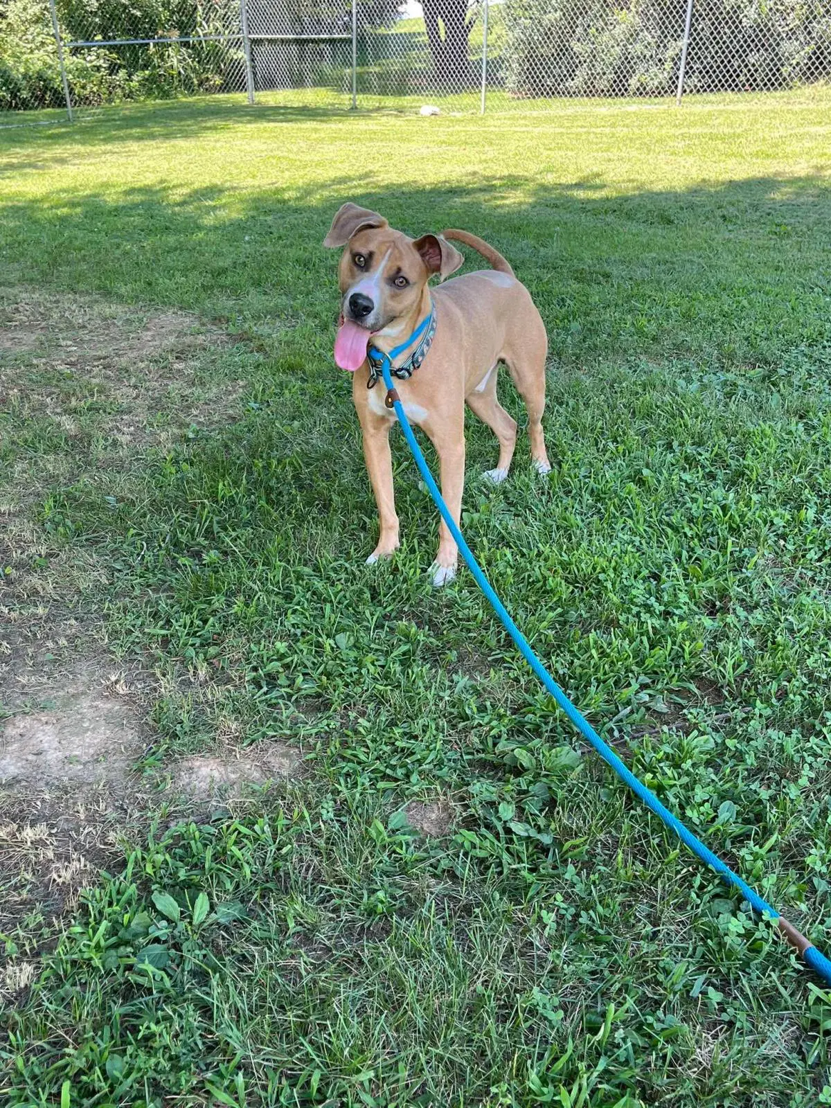 Brown Bear - American Staffordshire Terrier