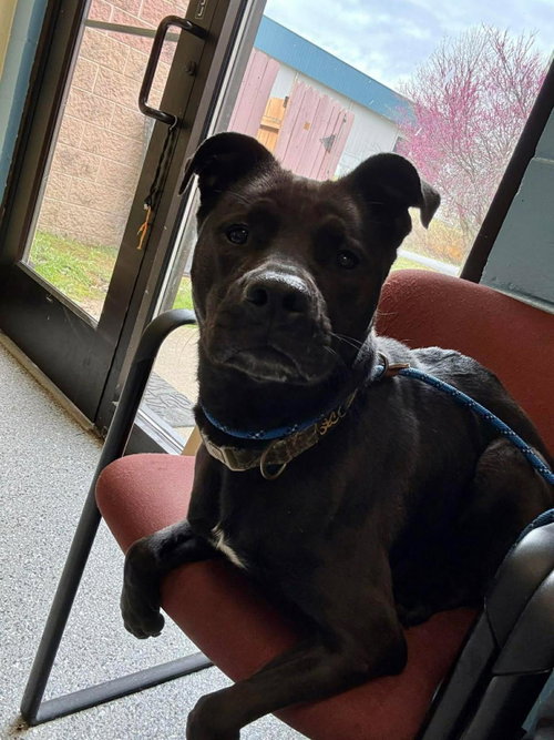 picture of the dog needing adoption