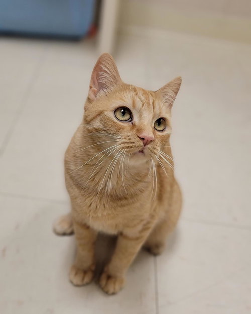 picture of the cat needing adoption