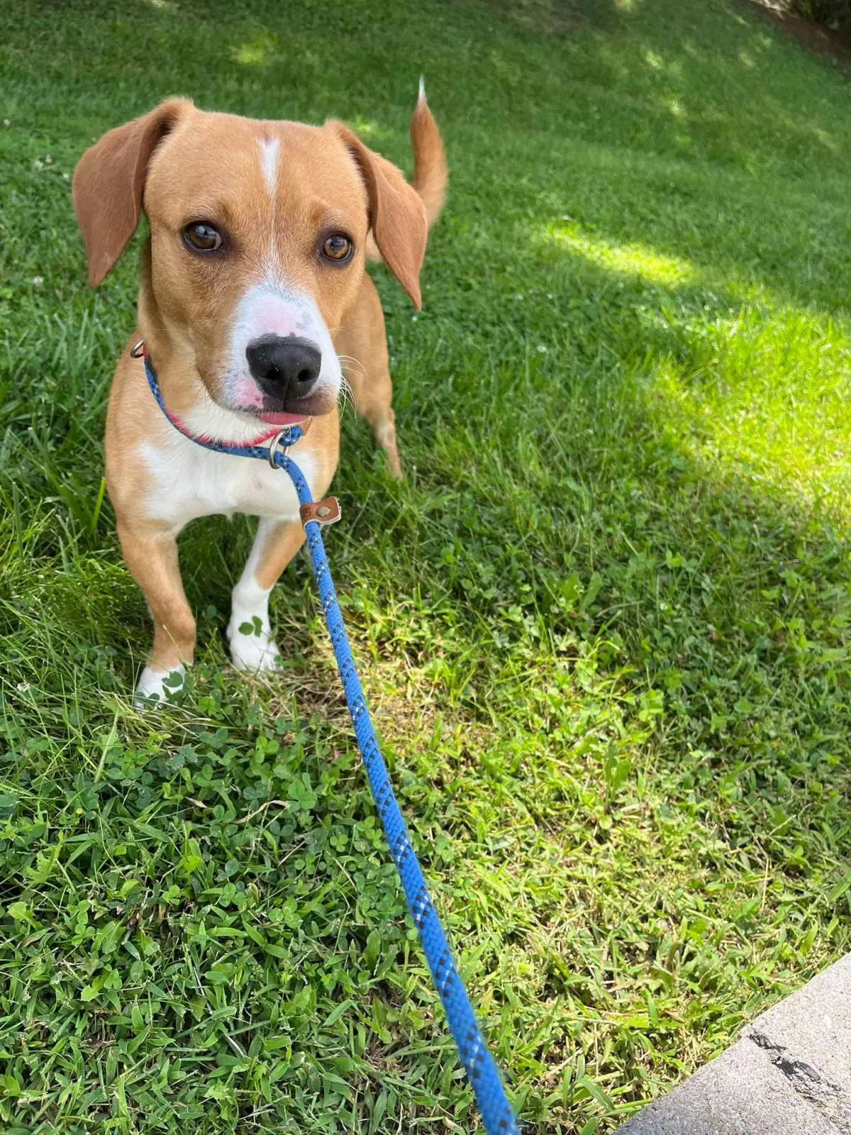 Ozzy - Beagle