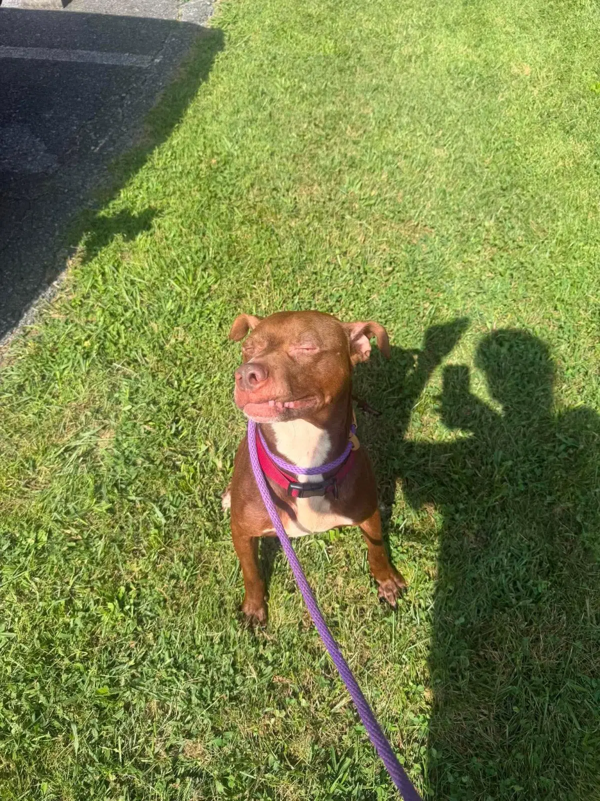 Pup - American Staffordshire Terrier
