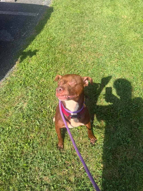 picture of the dog needing adoption