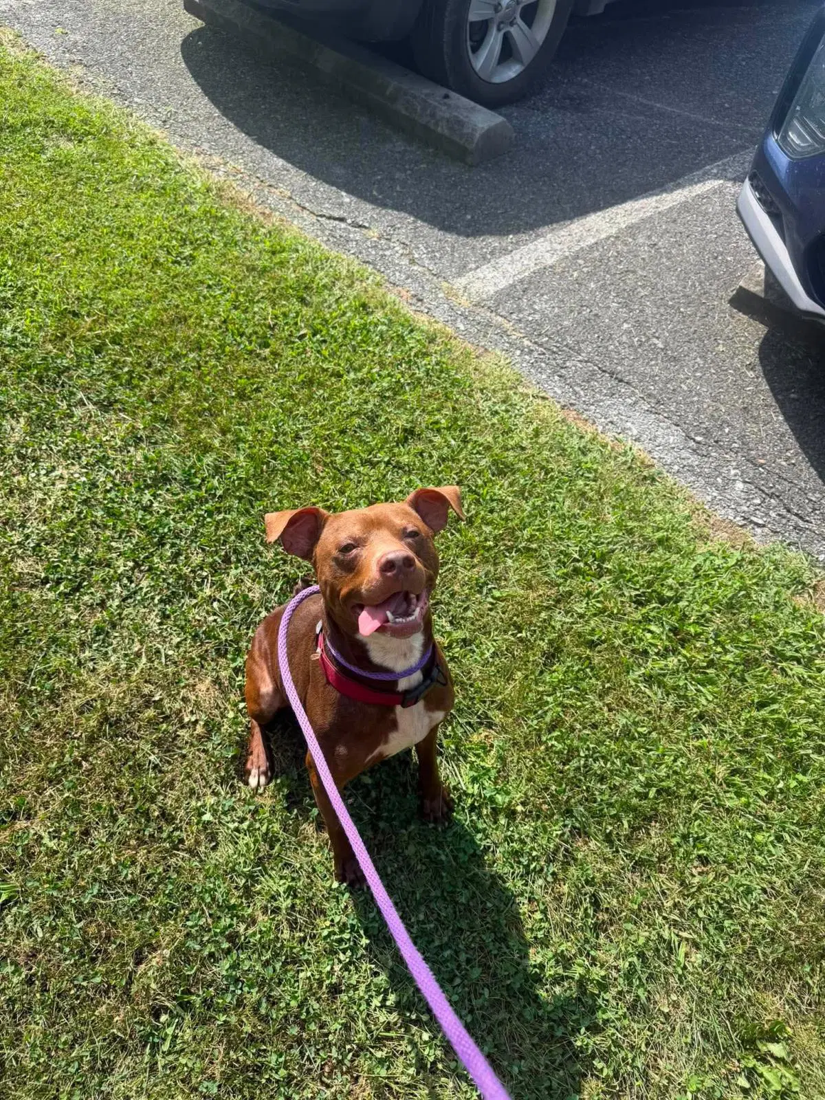 Pup image 2