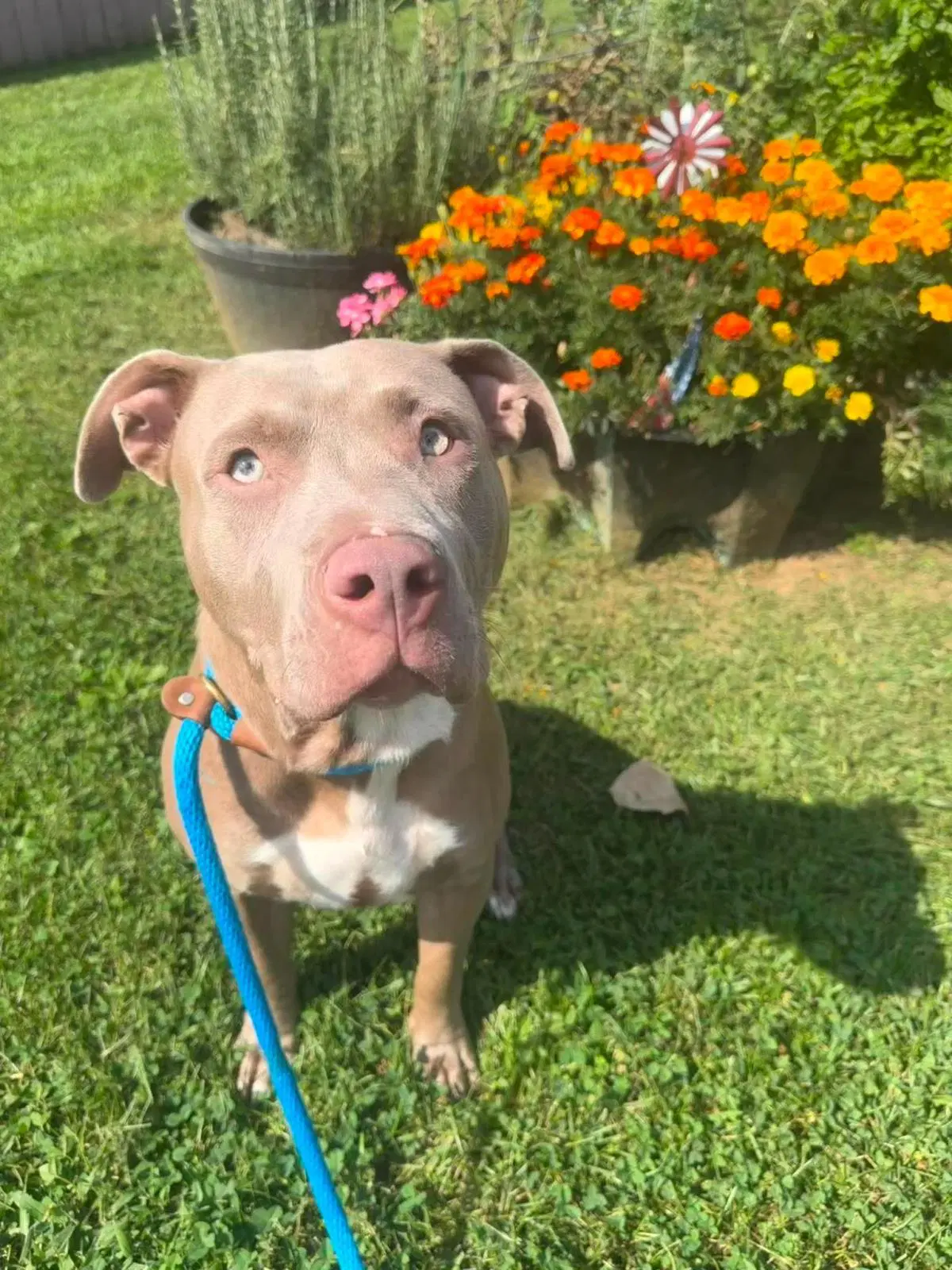 Bricks - American Staffordshire Terrier