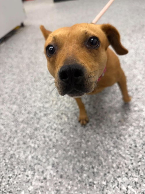 Skye, a dog for adoption from Humane Society of Warren County