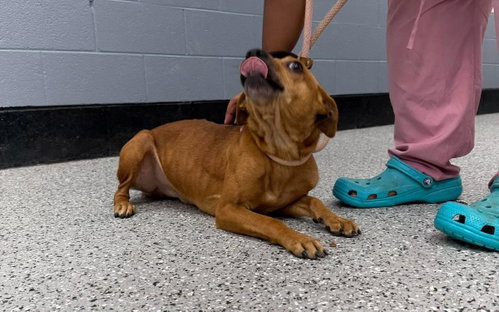Rubble, a dog for adoption from Humane Society of Warren County