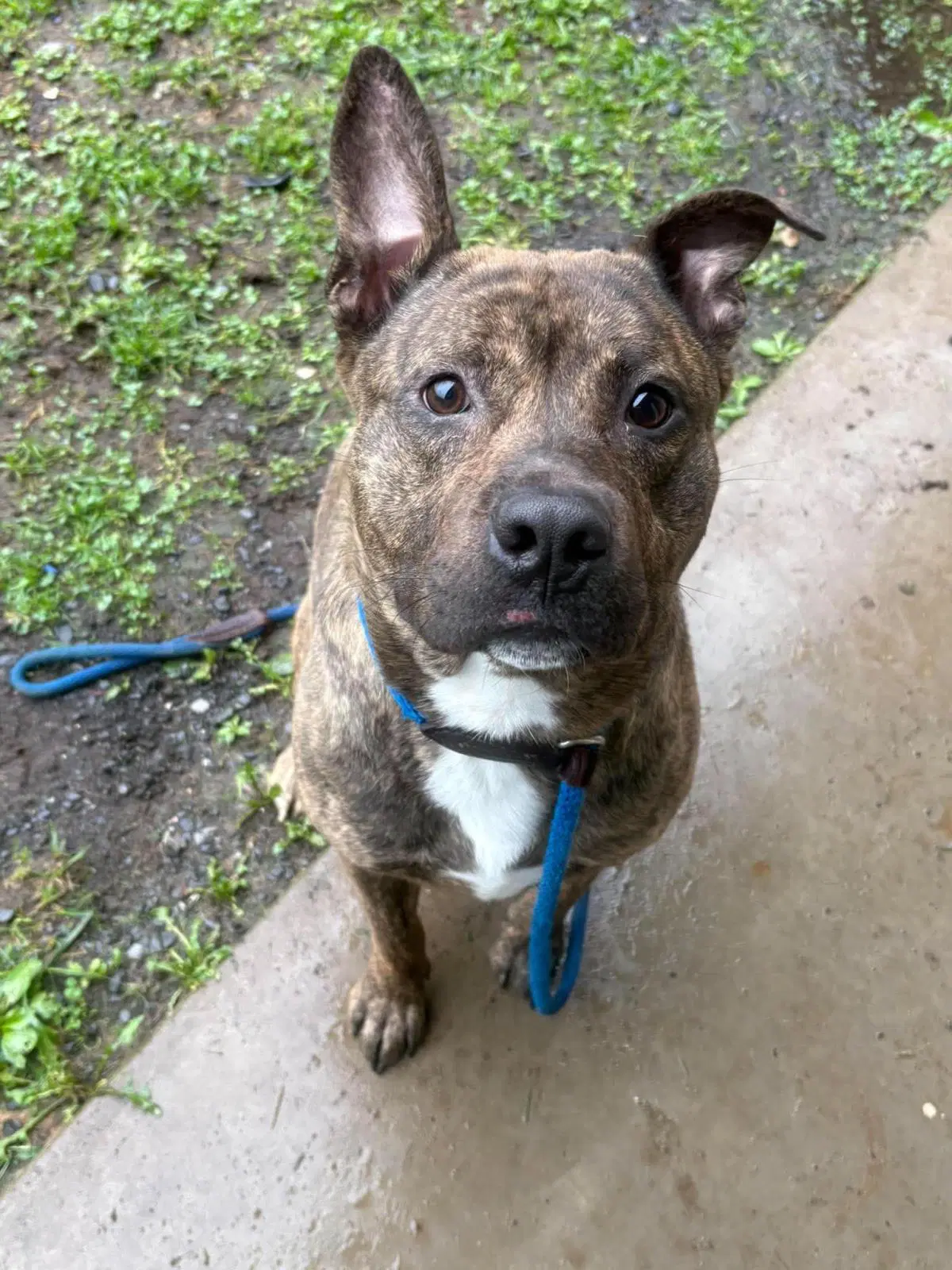 Leroy - American Pit Bull Terrier