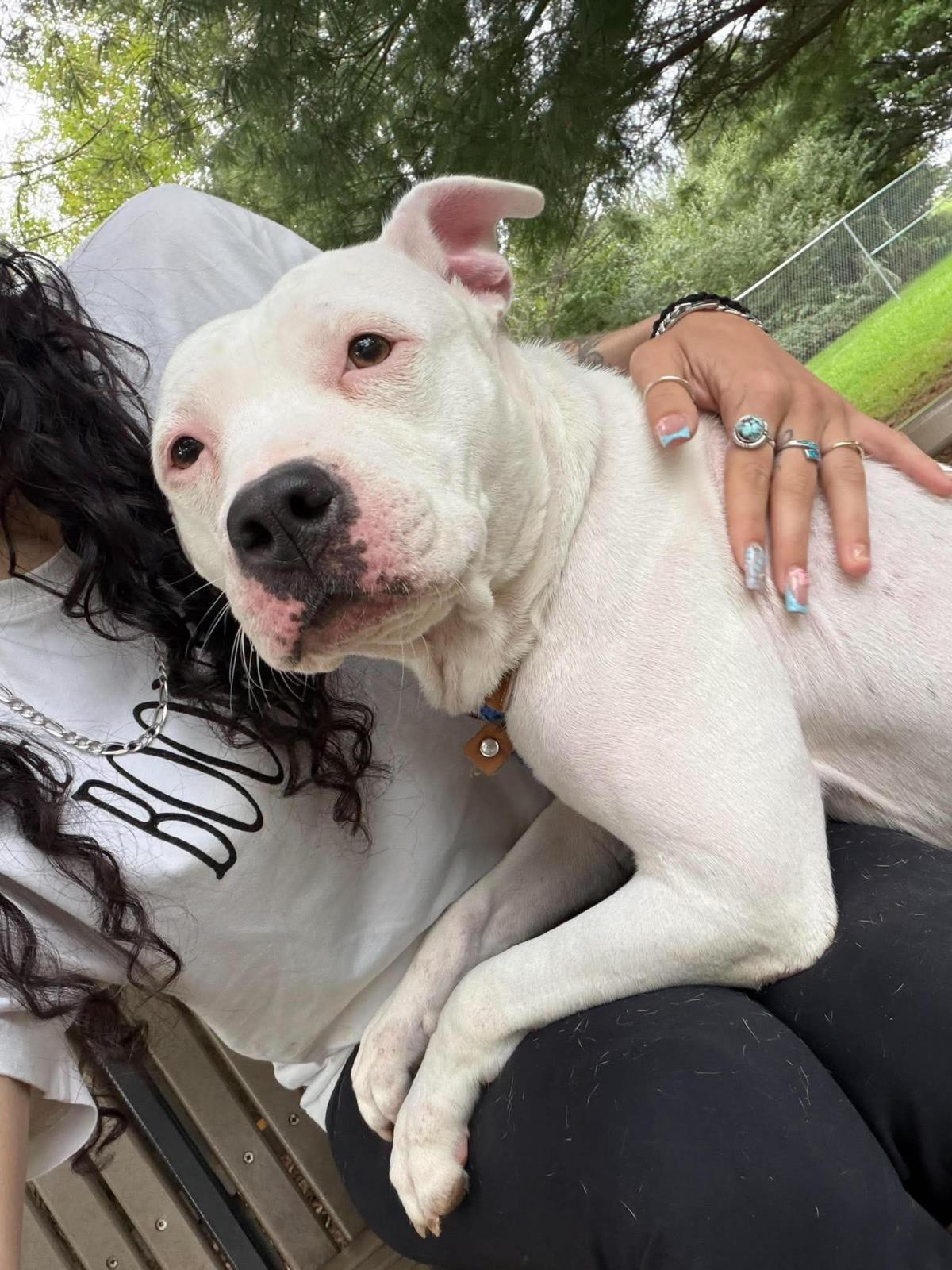 Snow, American Staffordshire Terrier