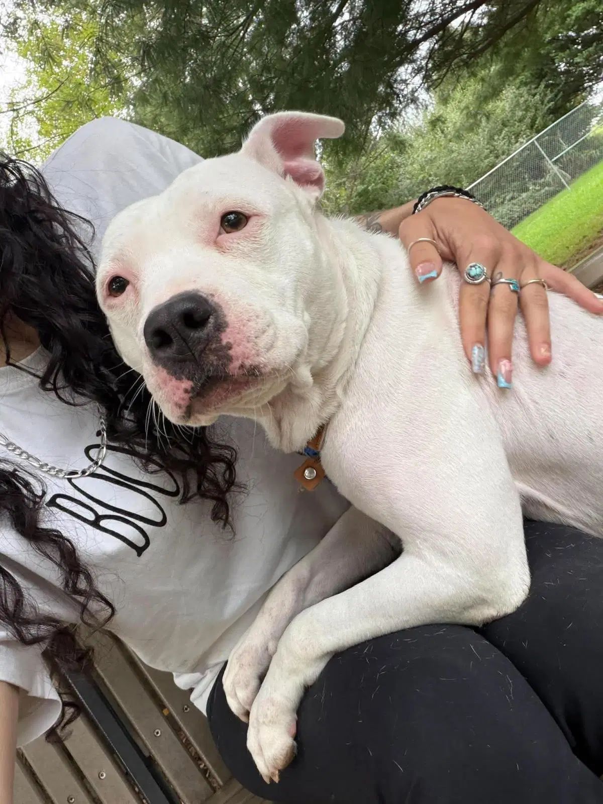 Snow - American Staffordshire Terrier