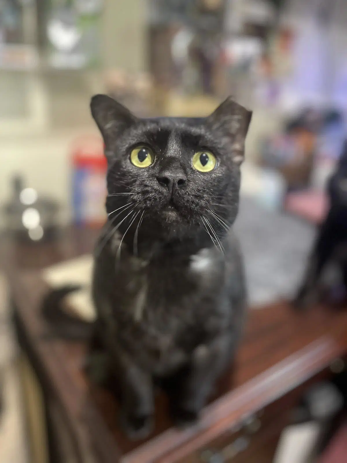Barbecue - Domestic Short Hair