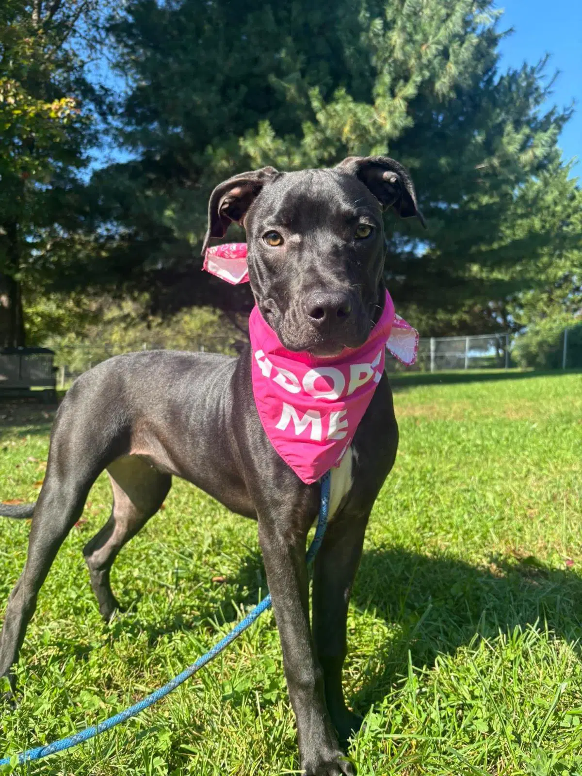 Aj - American Staffordshire Terrier