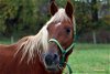 adoptable Horse in  named Honesty