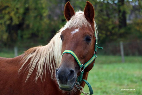 HONESTY - Tennessee Walker available for adoption