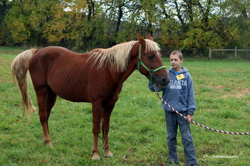 HONESTY - Tennessee Walker available for adoption